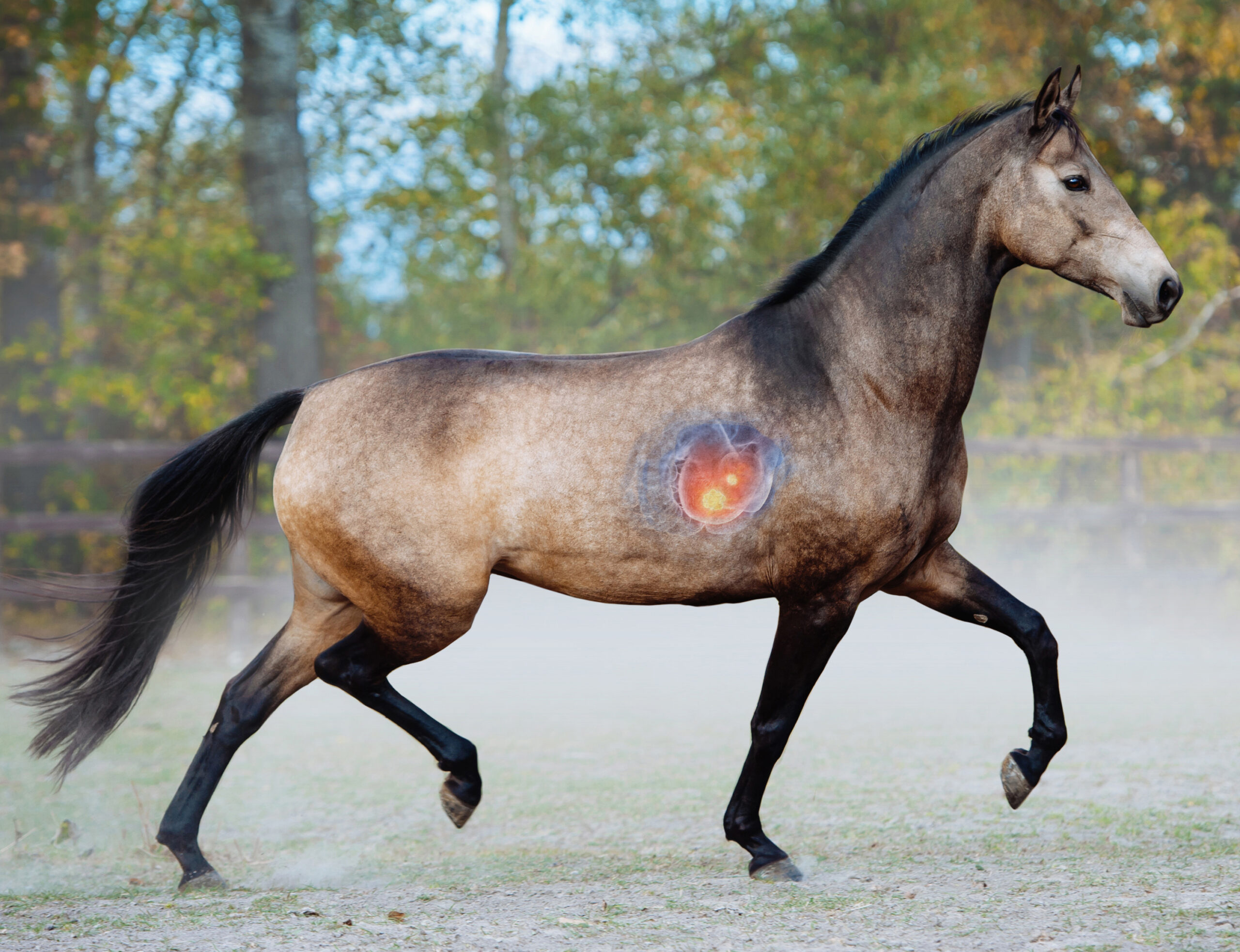 Beautiful horse trotting in a paddock on a background of dust